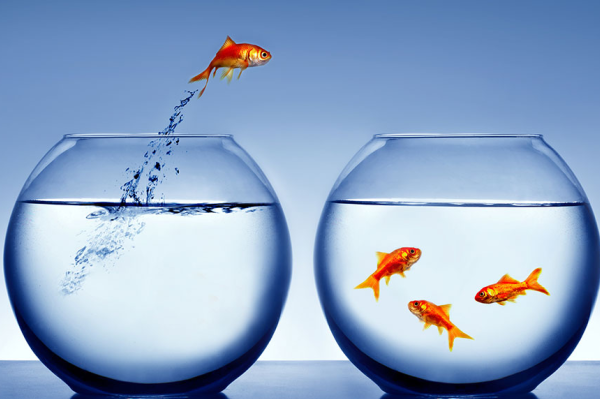 A goldfish swims in a fish bowl.